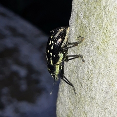 Lordopini