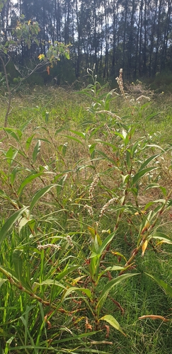 Image of Persicaria attenuata by no rights reserved