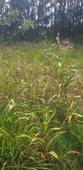 Persicaria attenuata