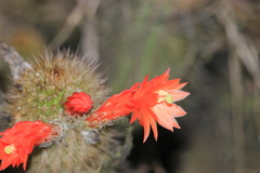 Loxanthocereus acanthurus