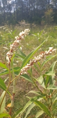 Persicaria attenuata