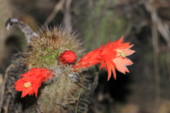 Loxanthocereus acanthurus