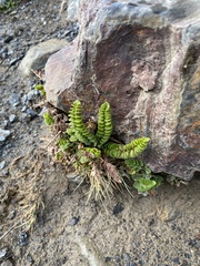 Polystichum andinum