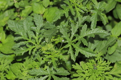 Fuertesimalva chilensis