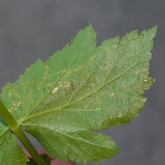 Phytomyza spondylii group