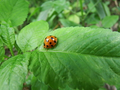 Harmonia dimidiata
