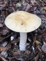 Amanita velosa