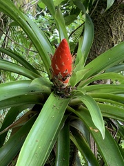 Guzmania berteroniana