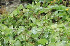 Atriplex rotundifolia
