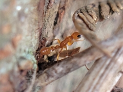 Pseudomyrmex pallidus