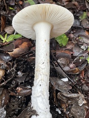 Amanita velosa