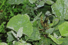 Atriplex rotundifolia