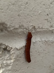 Neumichtis nigerrima