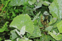 Atriplex rotundifolia