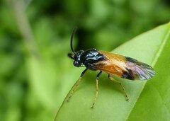 Arge cyanocrocea