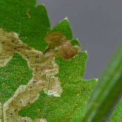 Phytomyza spondylii group