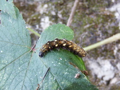 Plusiopalpa adrasta