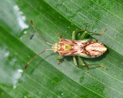 Cebrenis centrolineata