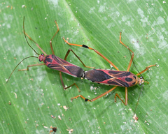 Stenoscelidea tibialis