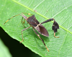 Leptoglossus stigma