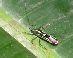Cnemomis gracilis
