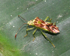 Cebrenis centrolineata