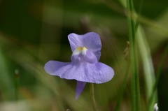 Utricularia tricolor