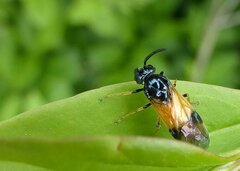 Arge cyanocrocea