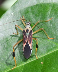 Stenoscelidea hilaris