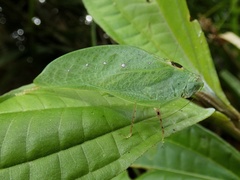 Phylloptera dimidiata