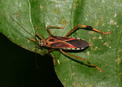 Stenoscelidea hilaris