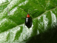 Diabroticina