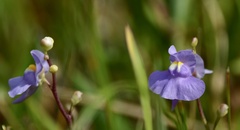 Utricularia tricolor