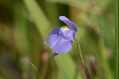 Utricularia tricolor