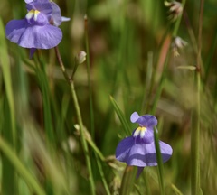 Utricularia tricolor