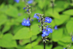 Salvia paposana