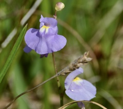 Utricularia tricolor