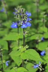 Salvia paposana