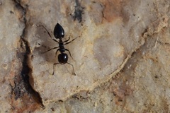 Crematogaster auberti