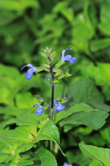 Salvia paposana