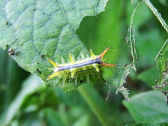 Birthamula rufa