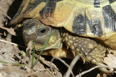 Testudo hermanni hermanni