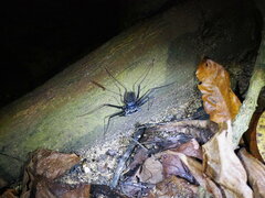 Paraphrynus laevifrons