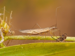 Nabis capsiformis