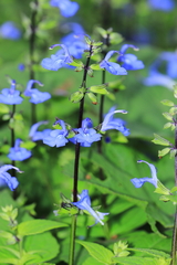 Salvia paposana