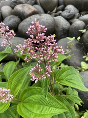 Miconia subcrustulata