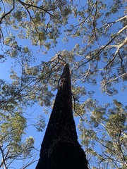 Eucalyptus robusta