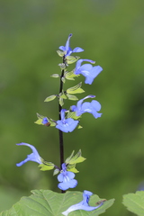 Salvia paposana