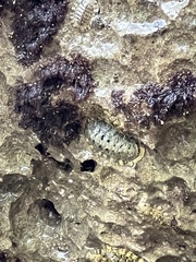 Chiton tuberculatus