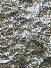 Chiton tuberculatus